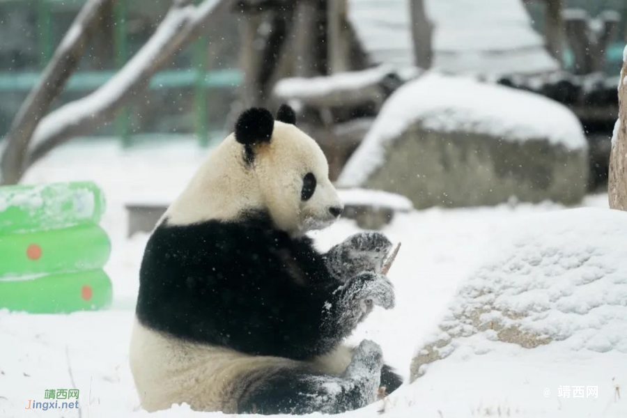 大雪 ， 冬之钢琴曲的重音 - 靖西市·靖西网