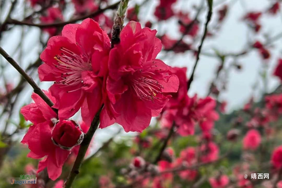 靖西：一起努力，静待花开 - 靖西市·靖西网