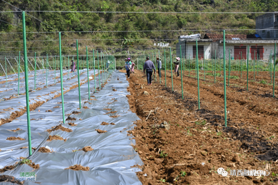 爱心企业捐赠资金物资 援助魁圩乡发展桑蚕产业 - 靖西市·靖西网