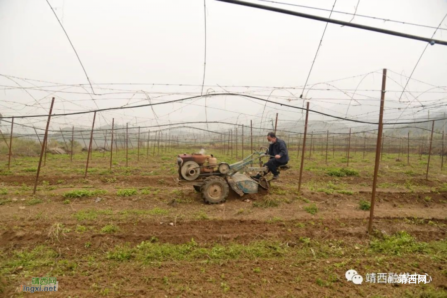 地州镇：百香果种植基地备耕忙 - 靖西市·靖西网