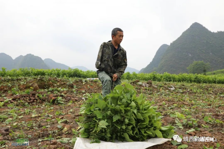 马荣途：独臂养蚕人 勤劳闯富路 - 靖西市·靖西网