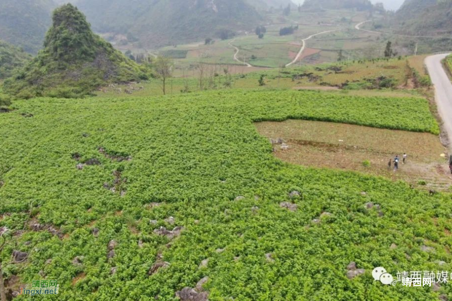 马荣途：独臂养蚕人 勤劳闯富路 - 靖西市·靖西网