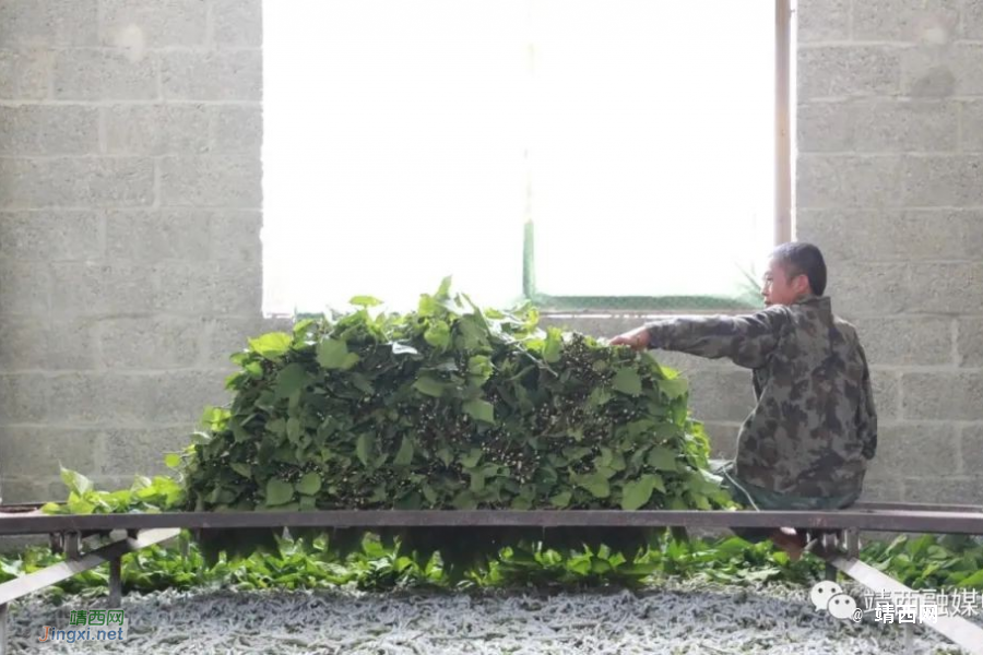 马荣途：独臂养蚕人 勤劳闯富路 - 靖西市·靖西网