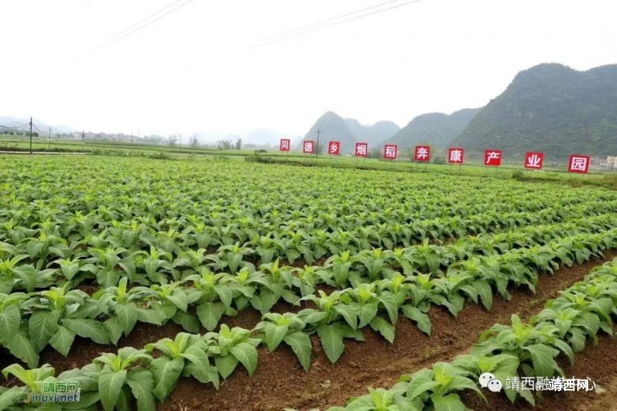 同德乡：小助手大力量，无人机助力烤烟管护 - 靖西市·靖西网