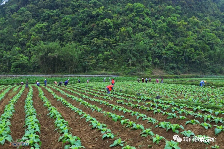 梁家强：烤烟能人带村民致富奔康 - 靖西市·靖西网