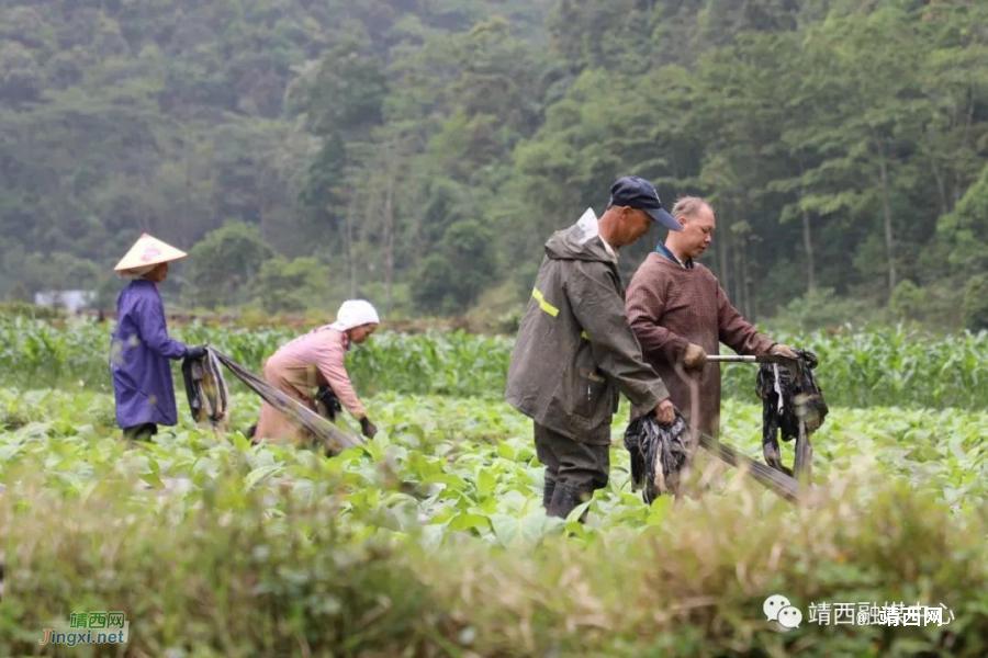 梁家强：烤烟能人带村民致富奔康 - 靖西市·靖西网