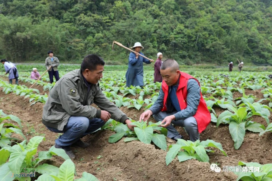 梁家强：烤烟能人带村民致富奔康 - 靖西市·靖西网