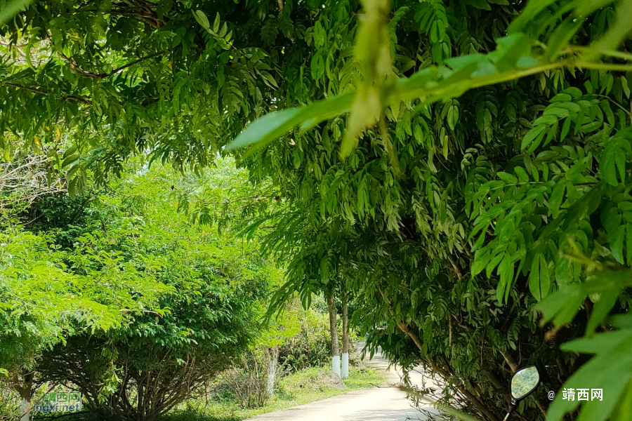 【不变的情怀】你是人间四月天 - 靖西市·靖西网