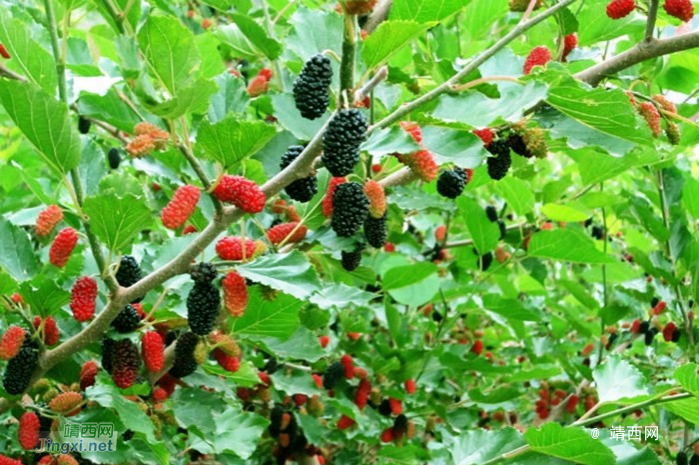 靖西五一周边游化峒采桑葚果 - 靖西市·靖西网