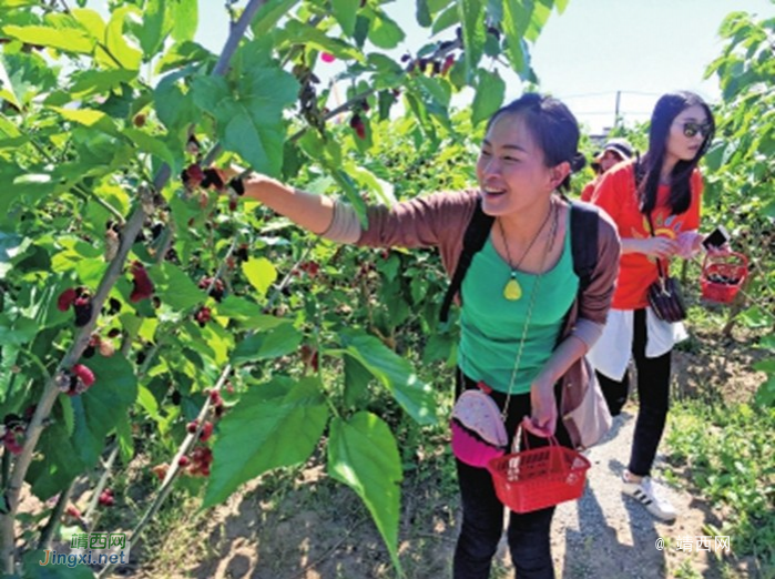 靖西五一周边游化峒采桑葚果 - 靖西市·靖西网
