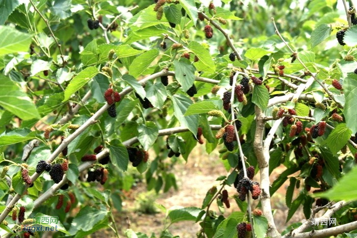 靖西五一周边游化峒采桑葚果 - 靖西市·靖西网
