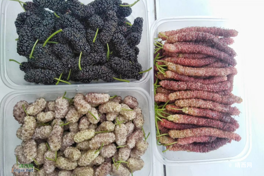 靖西五一周边游化峒采桑葚果 - 靖西市·靖西网