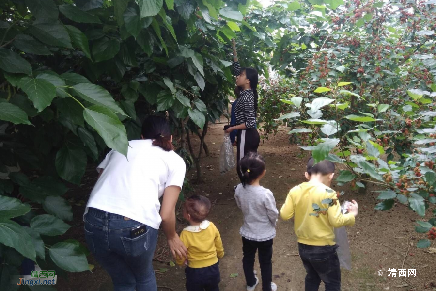靖西五一周边游化峒采桑葚果 - 靖西市·靖西网