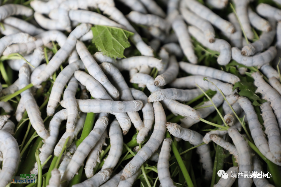 石头缝里吐“银丝” 高楼“蚕宝”好日子 - 靖西市·靖西网