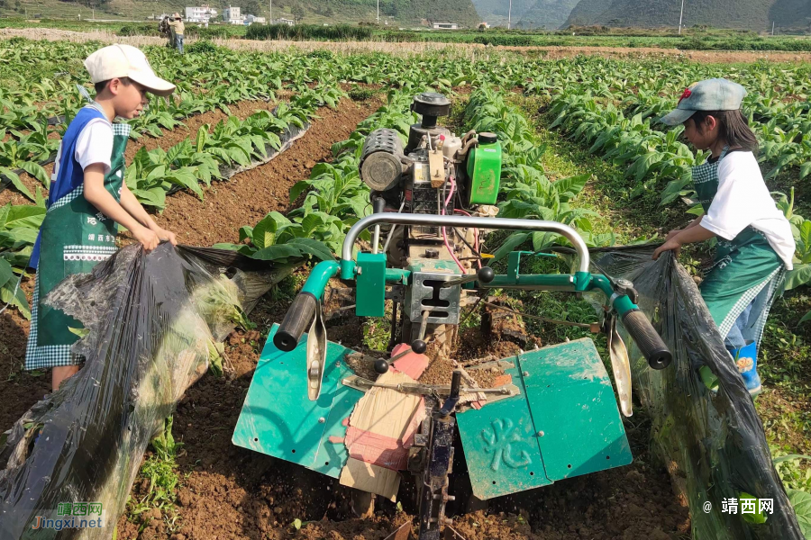 2022年，靖西烟农来之不易的收获 - 靖西市·靖西网