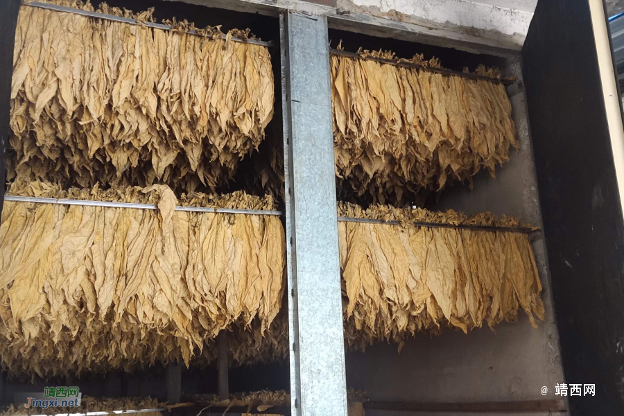 2022年，靖西烟农来之不易的收获 - 靖西市·靖西网