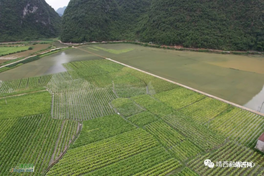 突发！持续降雨，致靖西市吞盘、地州、新靖等多个乡镇受灾 - 靖西市·靖西网