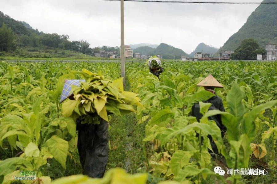突发！持续降雨，致靖西市吞盘、地州、新靖等多个乡镇受灾 - 靖西市·靖西网