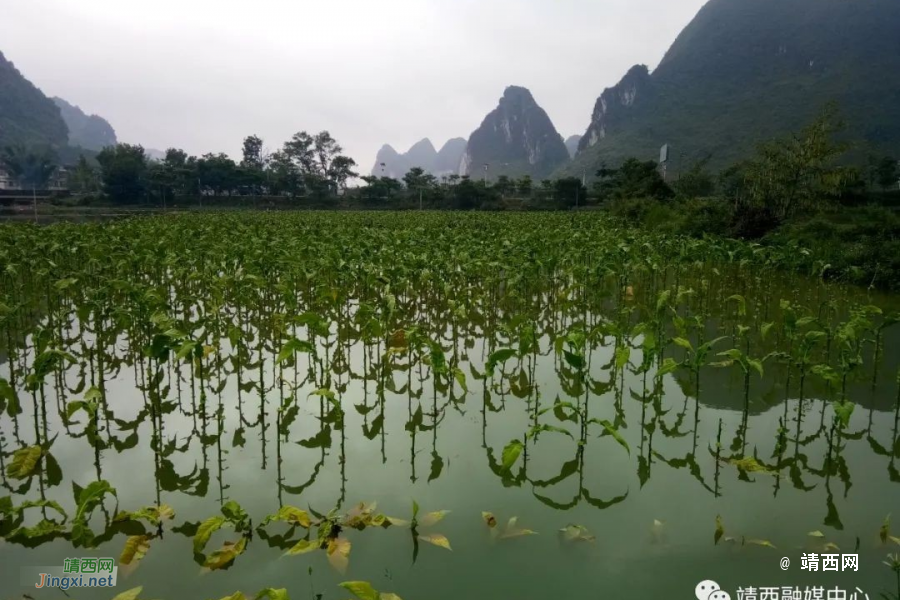 突发！持续降雨，致靖西市吞盘、地州、新靖等多个乡镇受灾 - 靖西市·靖西网