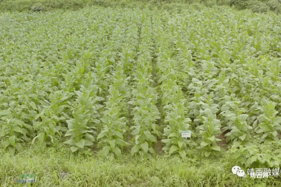 新甲乡龙臻村：党建引领助力村集体经济腾飞 - 靖西市·靖西网