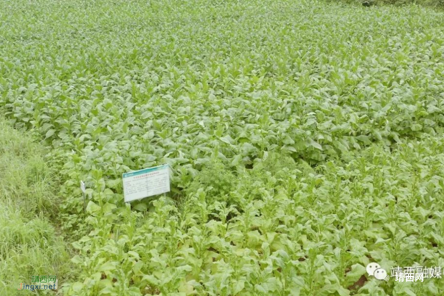 新甲乡龙臻村：党建引领助力村集体经济腾飞 - 靖西市·靖西网