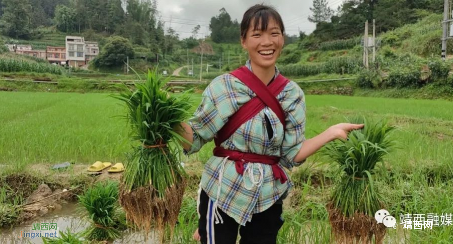 吞盘乡：芒种时节忙插秧 绘就田园好风光 - 靖西市·靖西网