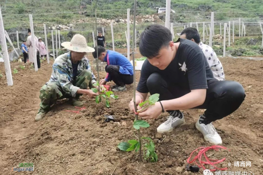 安宁乡：土地流转为抓手 撂荒地变“聚宝盆” - 靖西市·靖西网