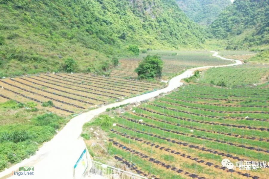 兴修水利拓宽产业路 夯实基础兴产业 - 靖西市·靖西网