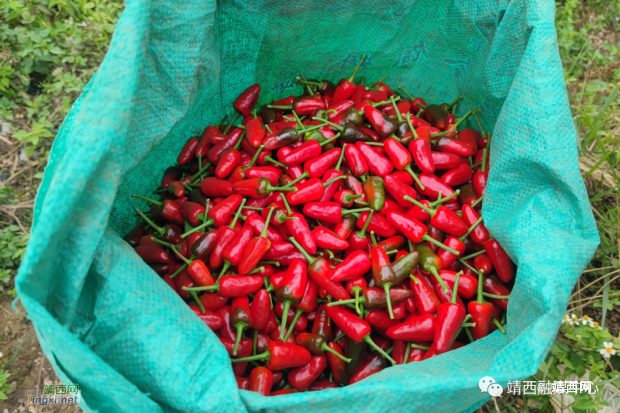 朝天椒奏响乡村振兴“椒”响曲 - 靖西市·靖西网
