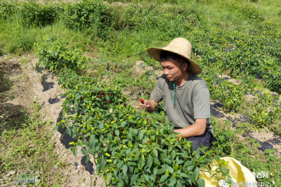 朝天椒奏响乡村振兴“椒”响曲 - 靖西市·靖西网