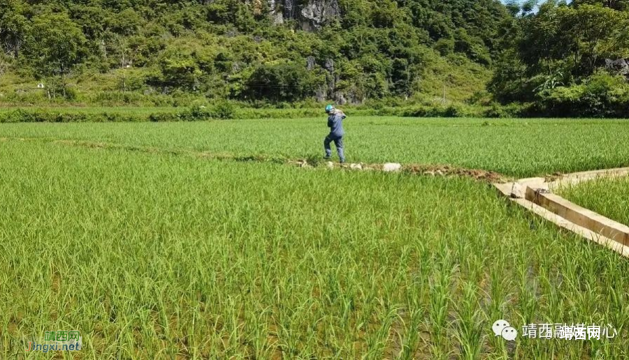 骄阳红似火 坚守每一天 - 靖西市·靖西网