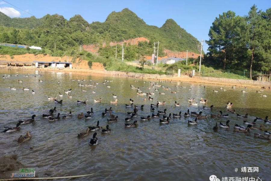 禄峒镇：党建引领聚合力 凝心聚力促发展 - 靖西市·靖西网