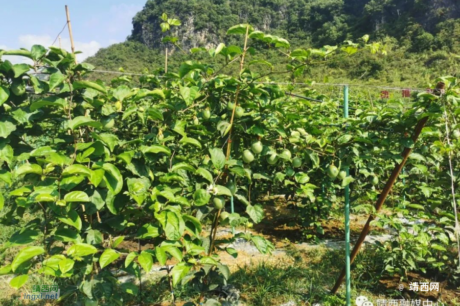 禄峒镇：党建引领聚合力 凝心聚力促发展 - 靖西市·靖西网