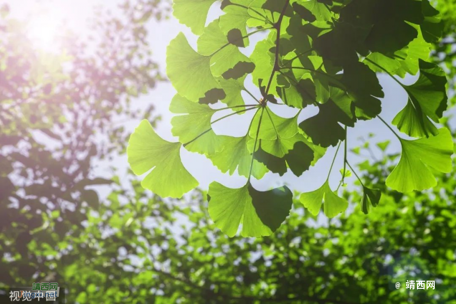 今日立秋 - 靖西市·靖西网