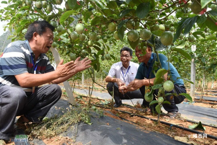 龙临镇：产业基地实地调研提升代表履职能力 - 靖西市·靖西网