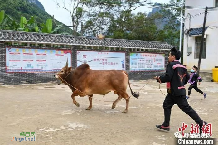 中越边境苗壮聚居村庄 养牛斗牛让生活“牛”起来 - 靖西市·靖西网