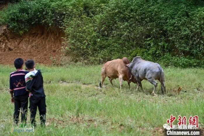 中越边境苗壮聚居村庄 养牛斗牛让生活“牛”起来 - 靖西市·靖西网