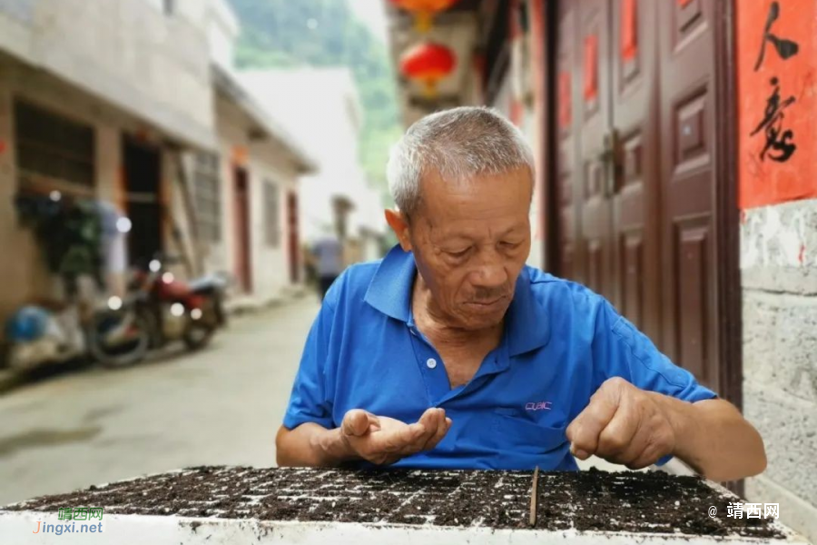 靖西市化峒镇群众育辣椒苗正当时！ - 靖西市·靖西网