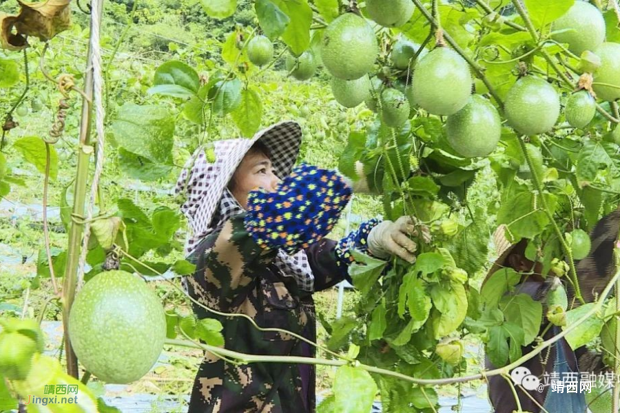 西兰村：秋实硕果挂枝头 百香果园话丰收 - 靖西市·靖西网