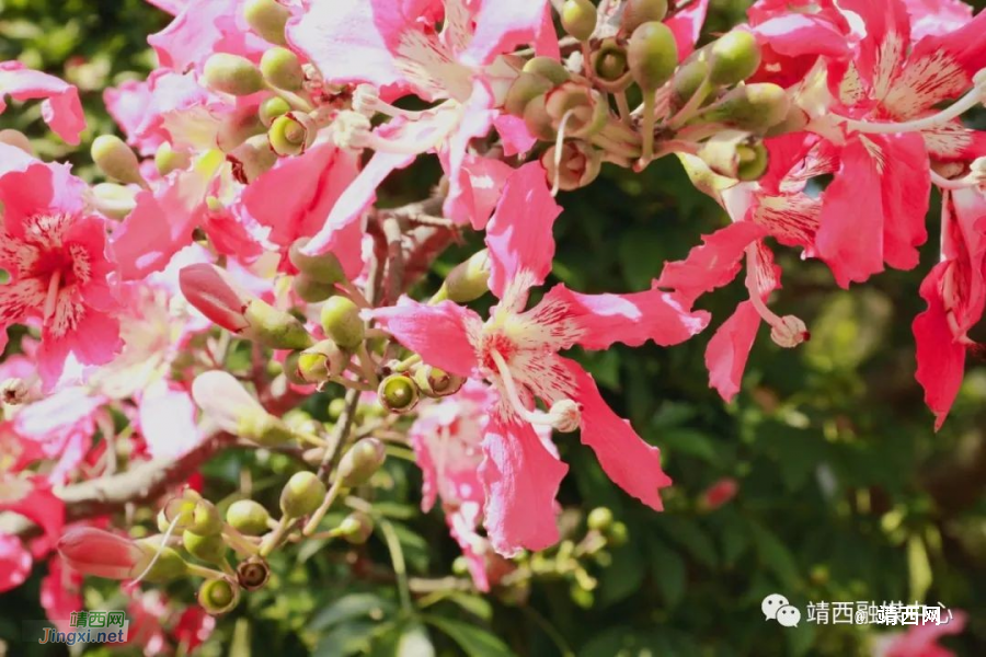 靖西美丽异木棉&nbsp;&nbsp;满树花开映深秋 - 靖西市·靖西网