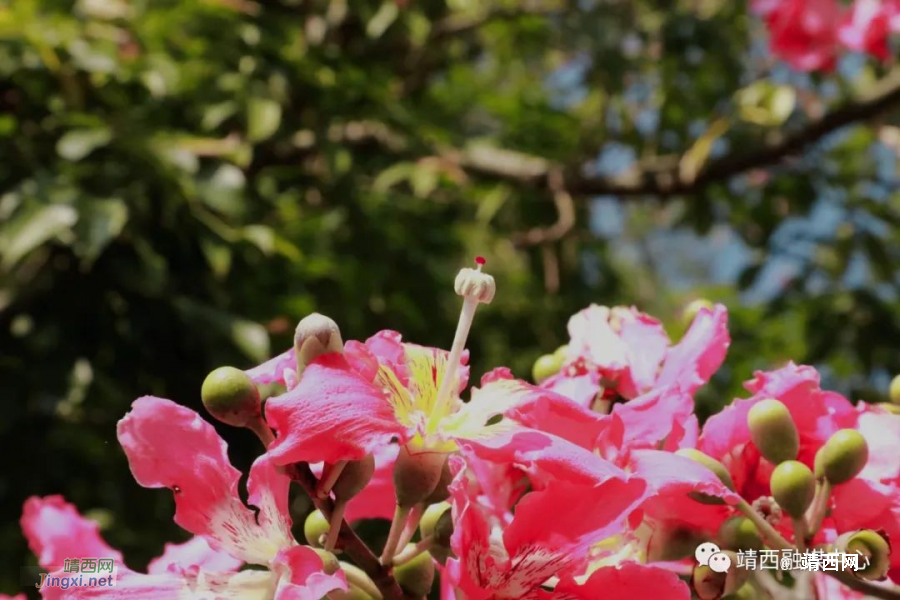 靖西美丽异木棉&nbsp;&nbsp;满树花开映深秋 - 靖西市·靖西网