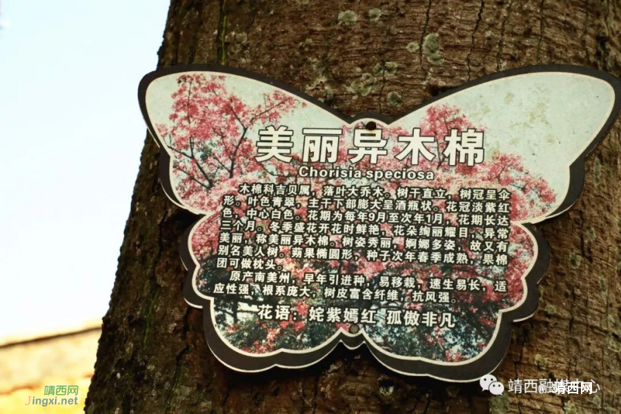 靖西美丽异木棉&nbsp;&nbsp;满树花开映深秋 - 靖西市·靖西网