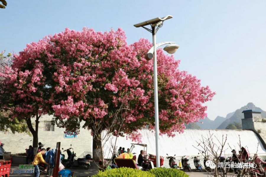 靖西美丽异木棉&nbsp;&nbsp;满树花开映深秋 - 靖西市·靖西网