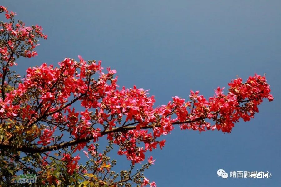 靖西美丽异木棉&nbsp;&nbsp;满树花开映深秋 - 靖西市·靖西网