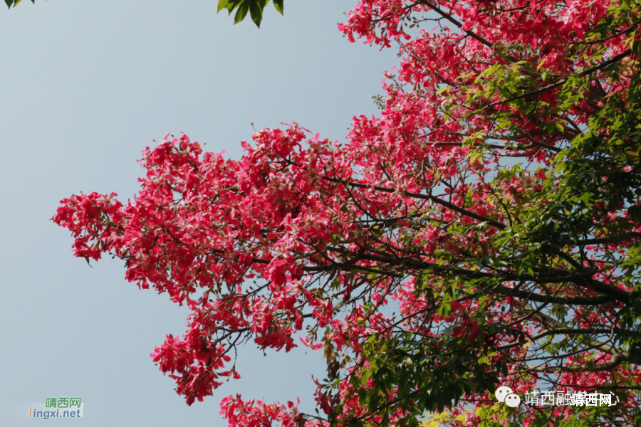 靖西美丽异木棉&nbsp;&nbsp;满树花开映深秋 - 靖西市·靖西网