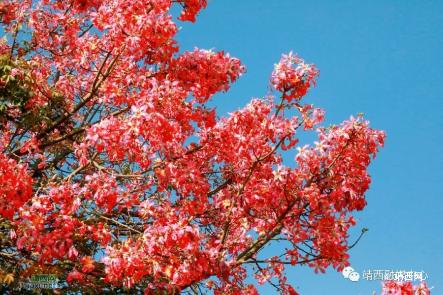 靖西美丽异木棉&nbsp;&nbsp;满树花开映深秋 - 靖西市·靖西网