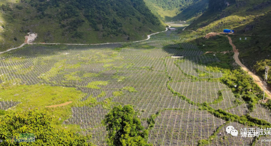 靖西市安宁乡：党建“牵线”人才“搭桥” 激发乡村振兴新活力 - 靖西市·靖西网