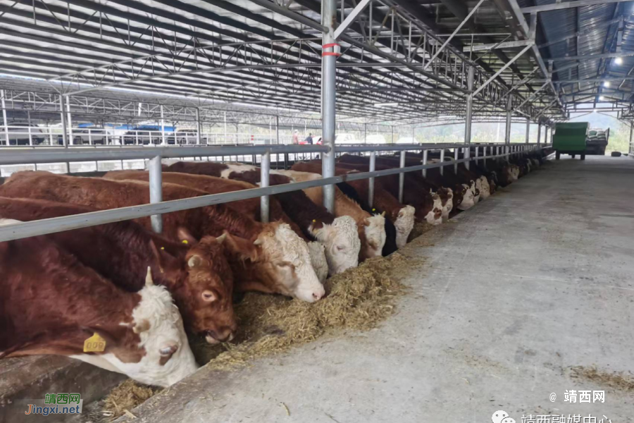 靖西市安宁乡：党建“牵线”人才“搭桥” 激发乡村振兴新活力 - 靖西市·靖西网