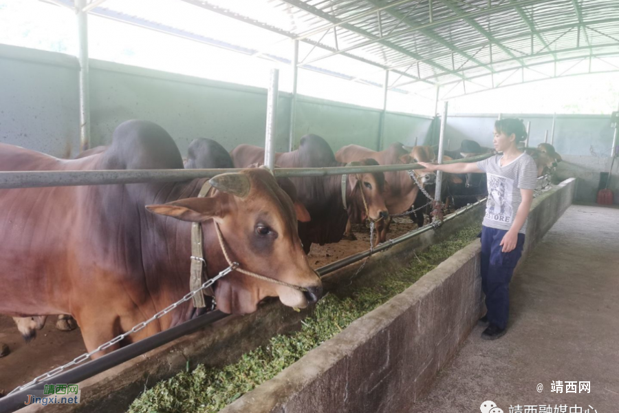 靖西市安宁乡：党建“牵线”人才“搭桥” 激发乡村振兴新活力 - 靖西市·靖西网