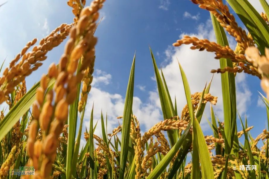 在中央农村工作会议上，习近平这样部署建设农业强国 - 靖西市·靖西网